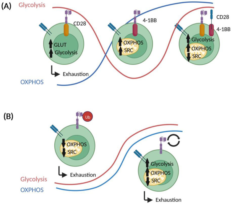 Orchestrating glycolysis and OXPHOS in CAR engineering. (OA Literature)