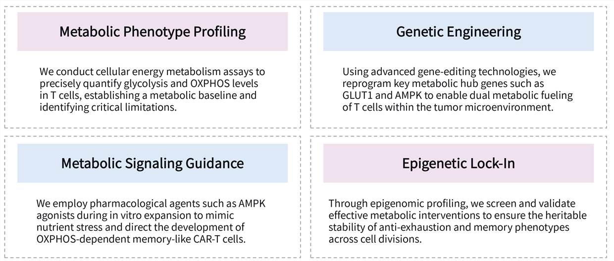 Featured services of solid tumor targeting CAR-T development service by balancing glycolysis & oxidative phosphorylation. (Creative Biolabs Original)