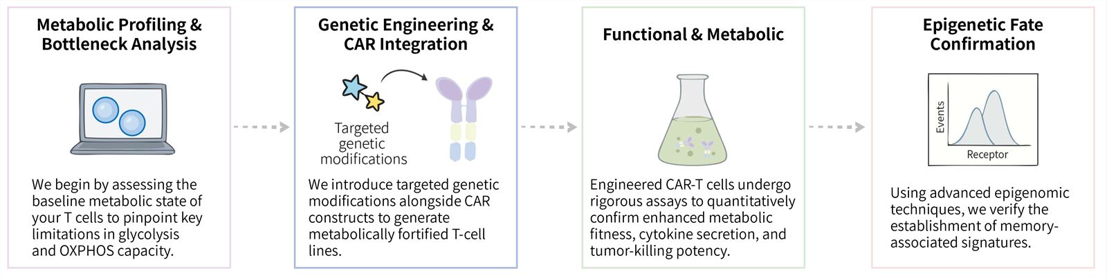 Workflow of solid tumor targeting CAR-T development service by balancing glycolysis & oxidative phosphorylation. (Creative Biolabs Original)