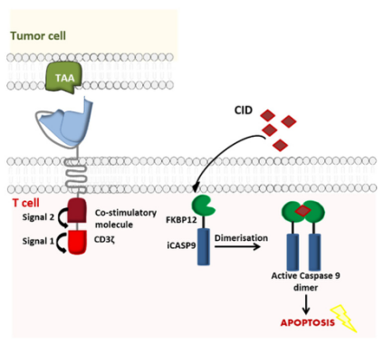 Activation of iCasp9 induces the death of transduced cells.
