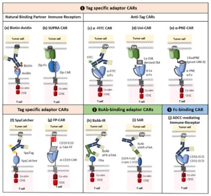 Schematic representation of switchable adaptors