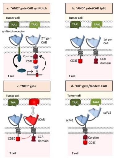 The diverse logic-gate operations of multi-antigen-targeted CAR-T cells.