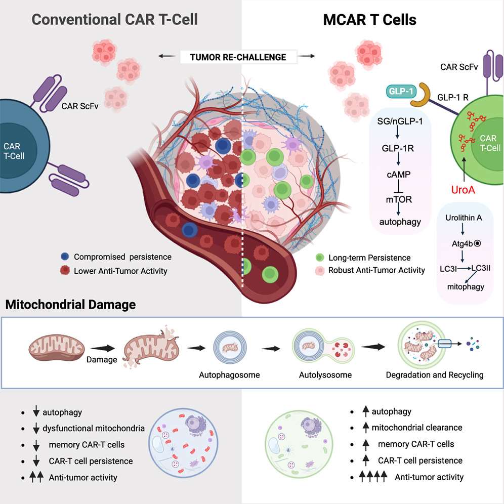 Targeting mitochondrial metabolism in solid tumor CAR-T cells. (OA Literature)