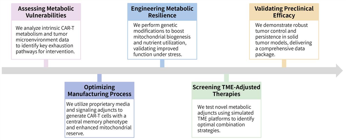 Workflow of solid tumor targeting CAR-T development services by targeting metabolic pathway. (Creative Biolabs Original)