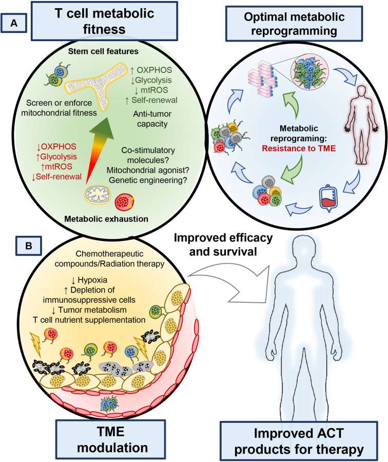 Rewiring tumor metabolism to empower T cell therapies. (OA Literature)