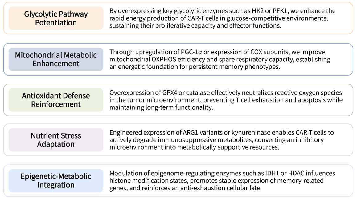 Featured services of solid tumor targeting CAR-T development service by metabolic enzyme overexpression. (Creative Biolabs Original)