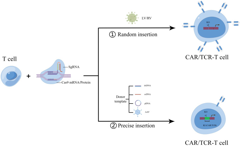 Employing gene knockout in CAR/TCR-T cell development. (OA Literature)