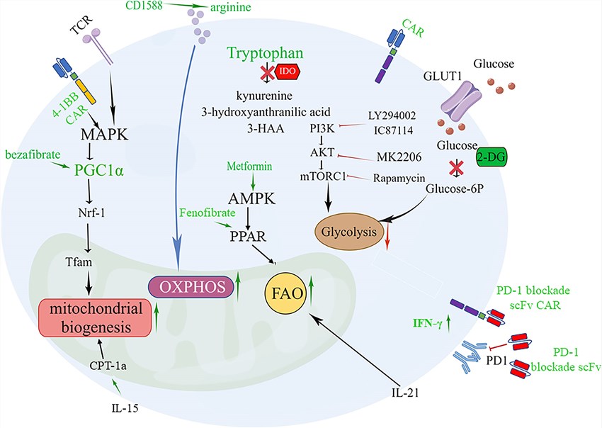Combatting T Cell exhaustion by rewiring metabolic signaling in CAR-T cells. (OA Literature)