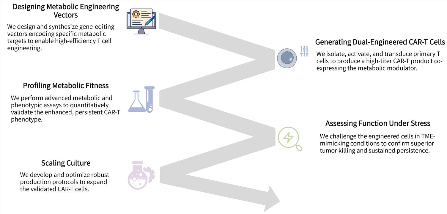 Workflow of metabolic fitness enhanced CAR-T cell engineering services. (Creative Biolabs Original)