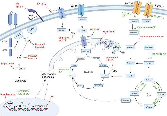 Dual metabolic intervention: inhibitory and agonistic approaches for enhanced CAR-T cell fitness. (OA Literature)