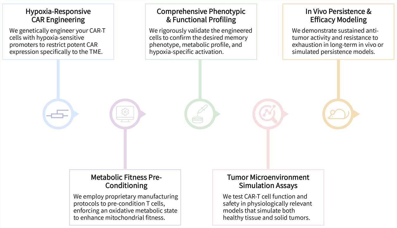 Workflow of CAR-T therapy development services to overcome hypoxia and metabolic stress. (Creative Biolabs Original)