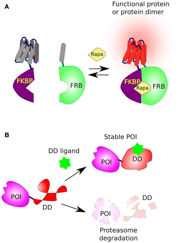 The anti-tumor role of AMPK: mechanisms of function and control. (OA Literature)