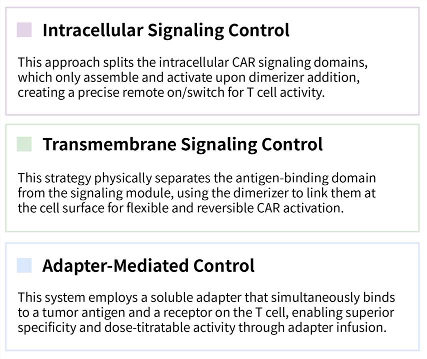 Featured services of solid tumor targeting CAR-T development service with chemically induced dimerization system. (Creative Biolabs Original)