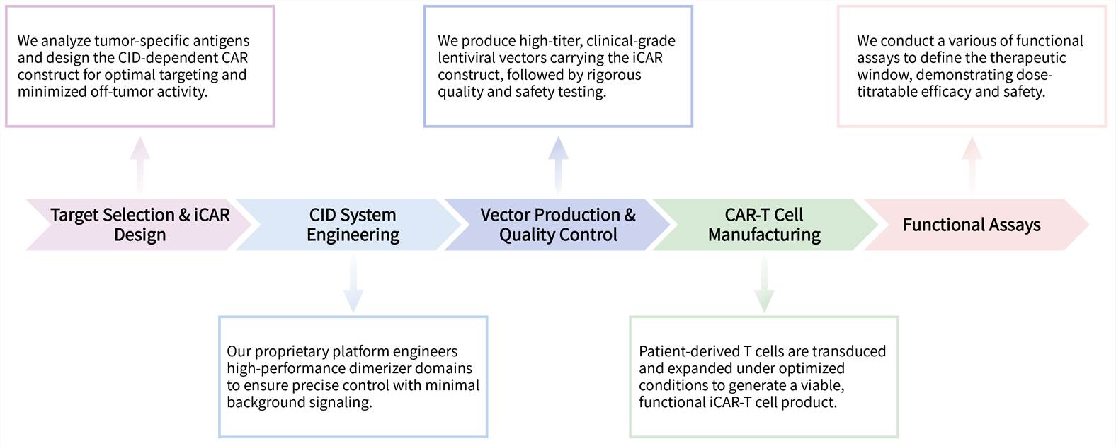 Workflow of solid tumor targeting CAR-T development service with chemically induced dimerization system. (Creative Biolabs Original)