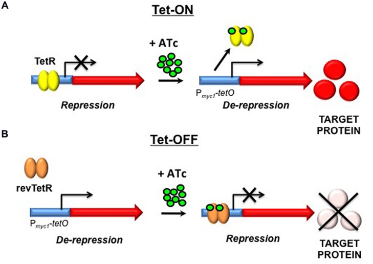 Tetracycline-responsive gene switch. (OA Literature)