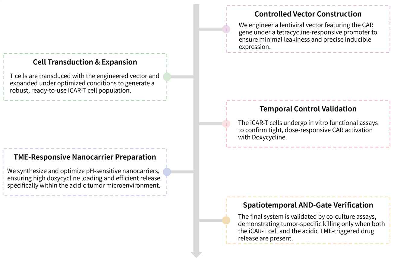 Workflow of solid tumor targeting CAR-T development service with tetracycline-inducible system. (Creative Biolabs Original)