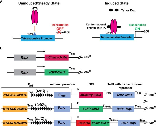 Working mechanism of the tetracycline-regulated system and cloning strategies. (OA Literature)