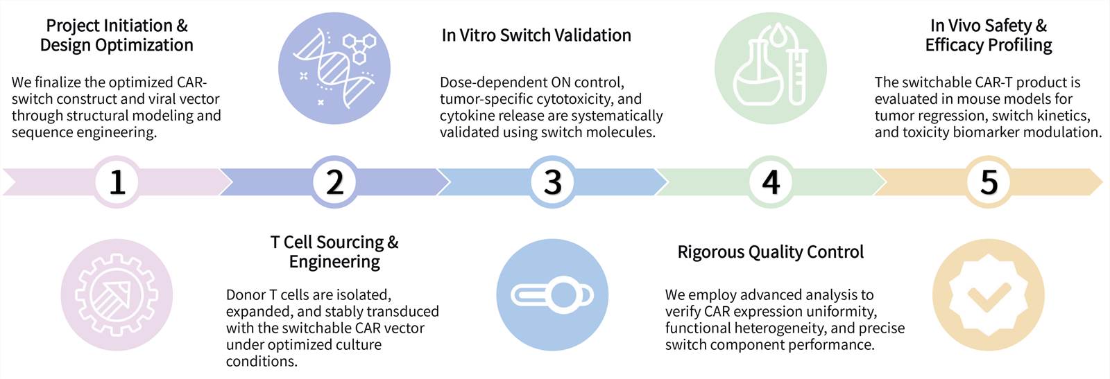 Workflow of solid tumor targeting CAR-T development services with ON switch. (Creative Biolabs Original)
