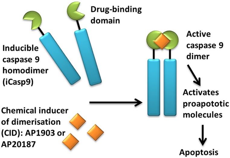 Transduced cell death mediated by iCasp9 activation. (OA Literature)