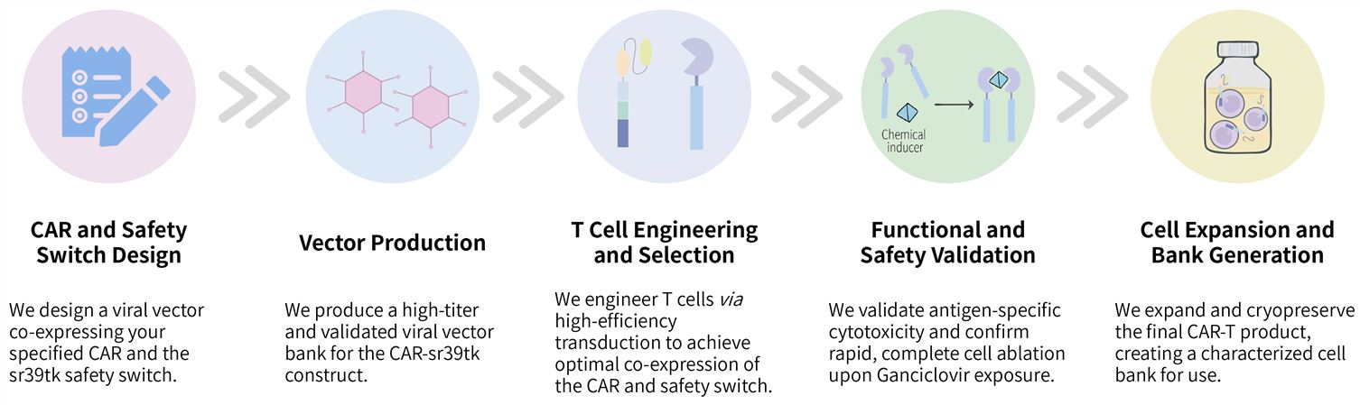 Workflow of solid tumor targeting CAR-T development service with iCas9 suicide gene system. (Creative Biolabs Original)