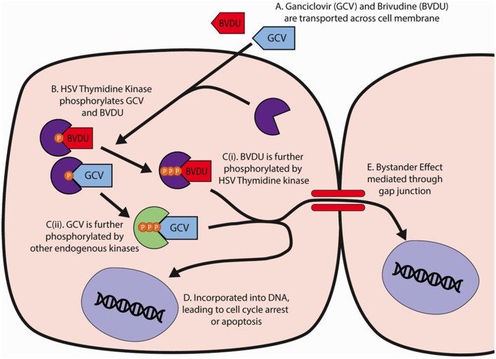 Mechanism of HSV-TK/GCV/BVDU in targeted cell ablation. (OA Literature)