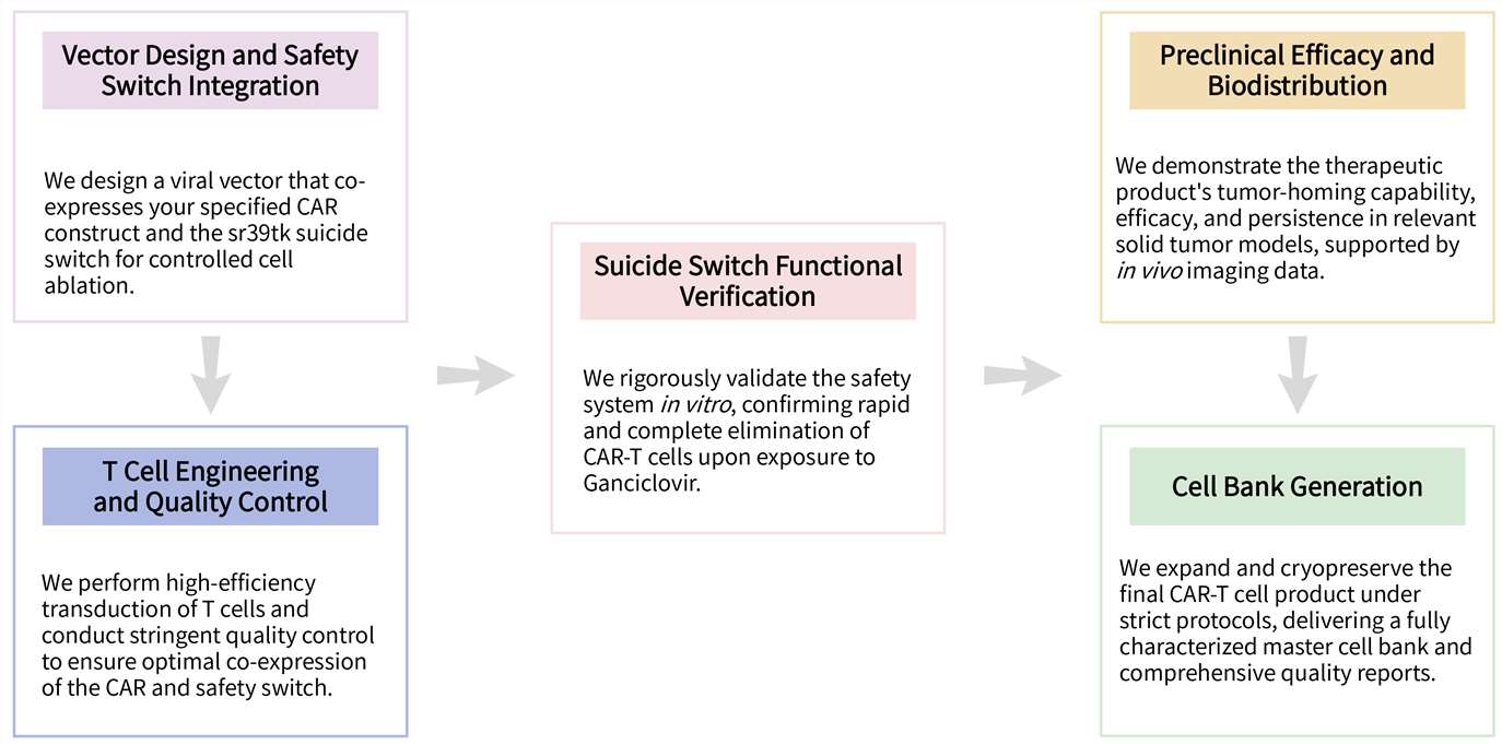 Workflow of solid tumor targeting CAR-T development service with ganciclovir-activated switch. (Creative Biolabs Original)