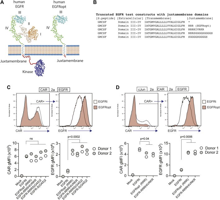 Robust surface detection of truncated EGFR on primary human CAR-T cells. (OA Literature)
