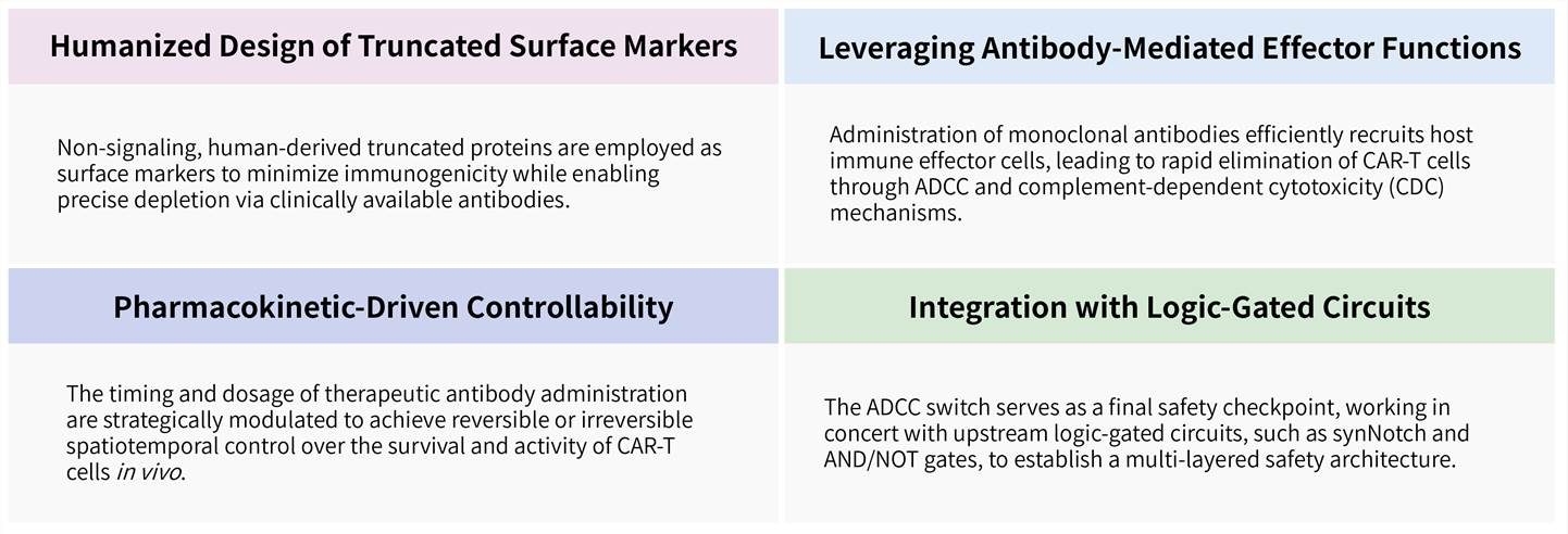 Featured services of solid tumor targeting CAR-T development service with ADCC switch. (Creative Biolabs Original)