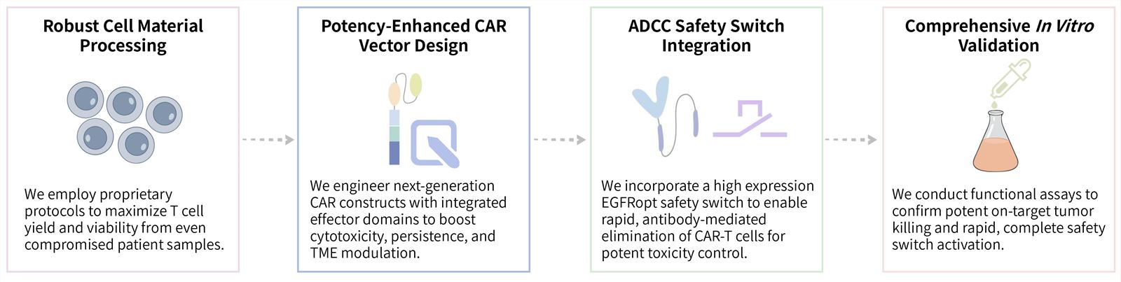 Workflow of solid tumor targeting CAR-T development service with ADCC switch. (Creative Biolabs Original)