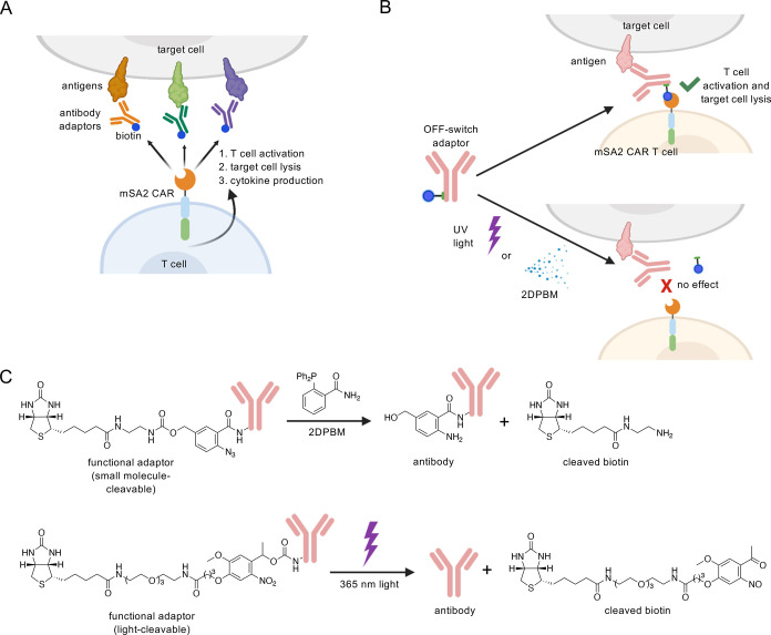 Tunable universal CAR-T cells: The mSA2 platform with an integrated OFF-switch. (OA Literature)