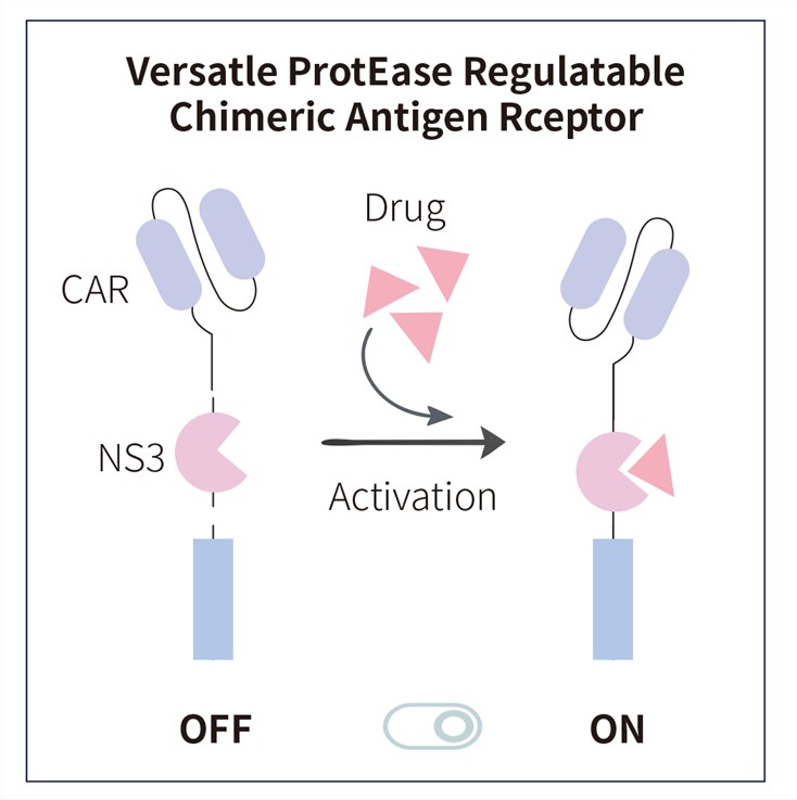 Implementing drug-gated dual ON/OFF switches in CAR design. (Creative Biolabs Original)