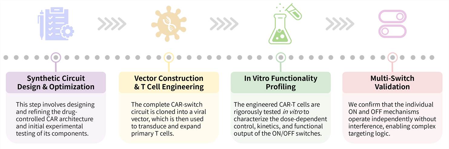 Workflow of solid tumor targeting CAR-T development service with dual ON/OFF switch. (Creative Biolabs Original)