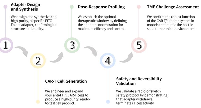 Workflow of solid tumor targeting CAR-T development service with FITC-Folate adapter switch. (Creative Biolabs Original)