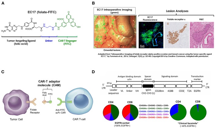 Fig.1 Control of CAR-T cell cytotoxicity via the FITC-folate system. (OA Literature)
