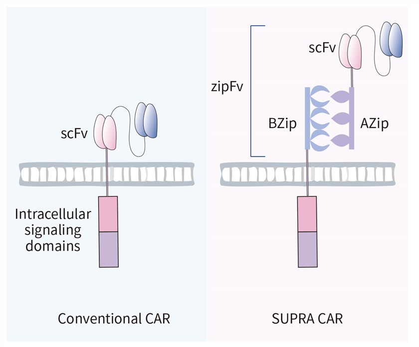 Fig.1 Structural design of the split universal programmable CAR. (Creative Biolabs Original)
