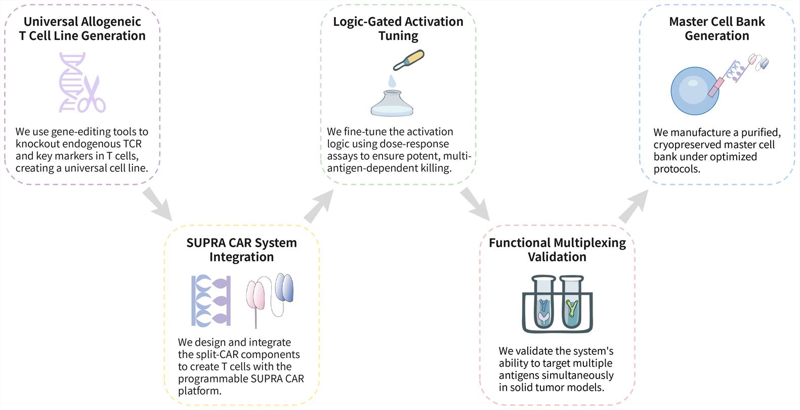 Workflow of solid tumor targeting CAR-T development service with SUPRA CAR system. (Creative Biolabs Original)