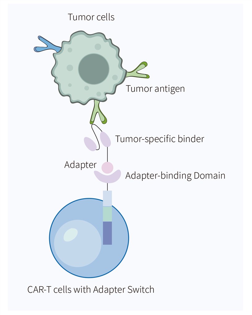 Fig.1 Molecular constituents of adapter-mediated CAR-T platforms. (Creative Biolabs Original)
