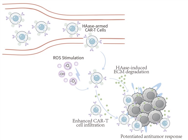 Fig.1 Overcoming tumor barriers: hyaluronidase-mediated CAR-T cell trafficking. (Creative Biolabs Original)