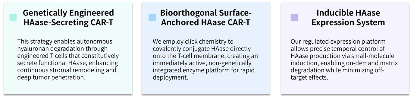 Featured services of hyaluronidase & CAR-T development service for solid tumor penetration. (Creative Biolabs Original)