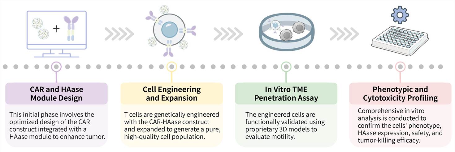 Workflow of hyaluronidase & CAR-T development service for solid tumor penetration. (Creative Biolabs Original)