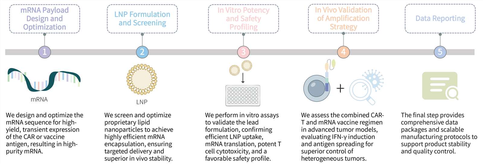 Workflow of antigen-amplifying mRNA vaccine & CAR-T development service for solid tumor targeting. (Creative Biolabs Original)