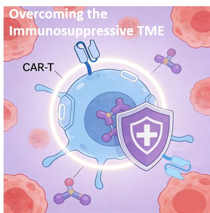 CAR-T Development: Combat Immuno-Suppressive TME. (Creative Biolabs Original)