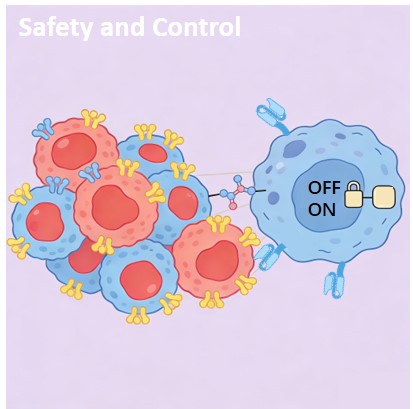 Safety & Control Development. (Creative Biolabs Original)