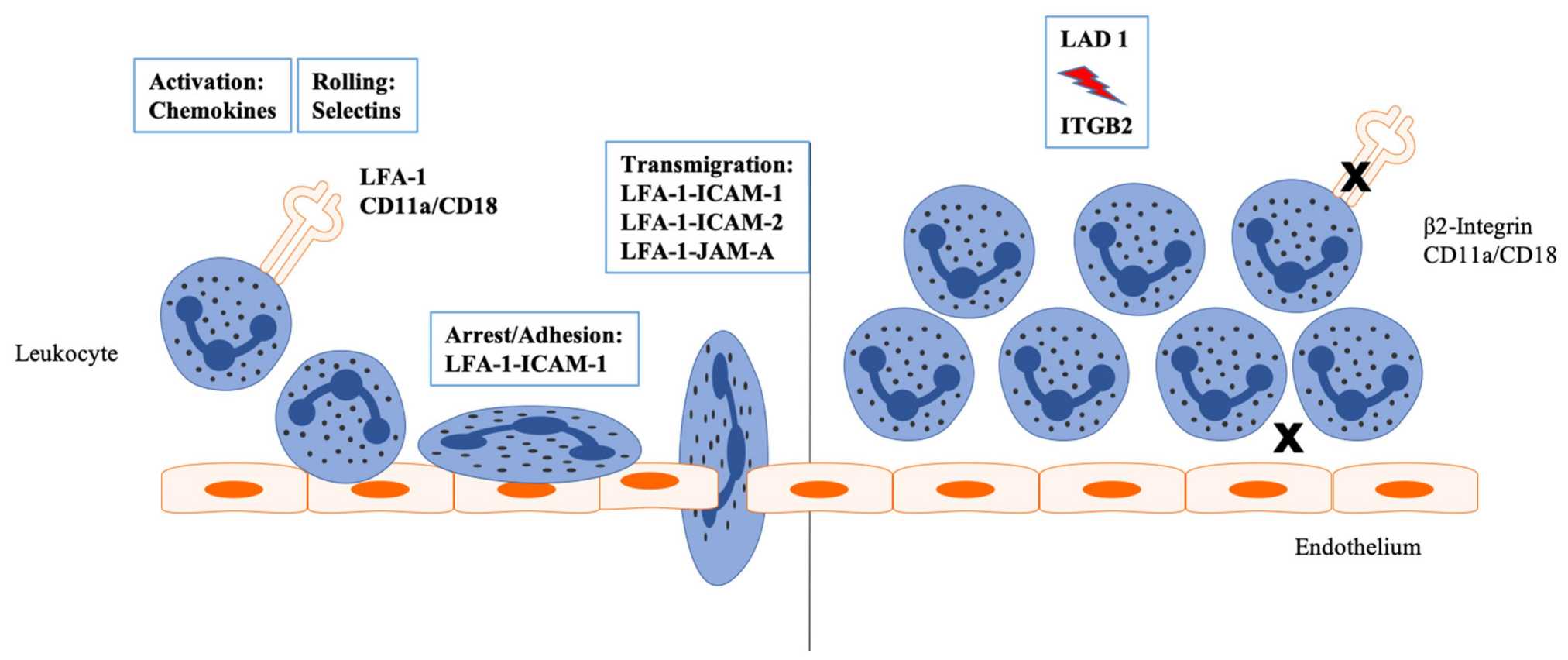 Inflammation leads to an activation of the endothelium by endogenous and exogenous stimuli. (Julia Fekadu, 2022)