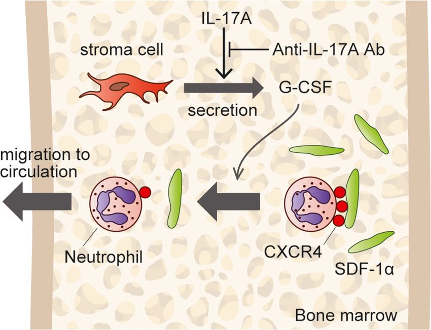 IL-17A stimulates bone marrow (BM) stroma cells to secrete G-CSF, and G-CSF mediates neutrophils. (Hiroshi Katayama, 2019)