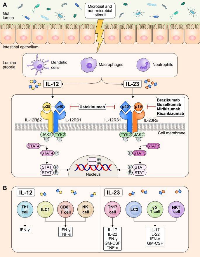 Targeting IL-23 for IBD (Sudheer K Vuyyuru, 2023)