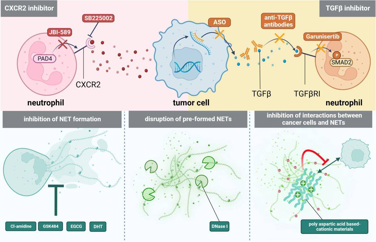 Tumor immunotherapy targeting CCR2(Xinyu Yu, 2024)