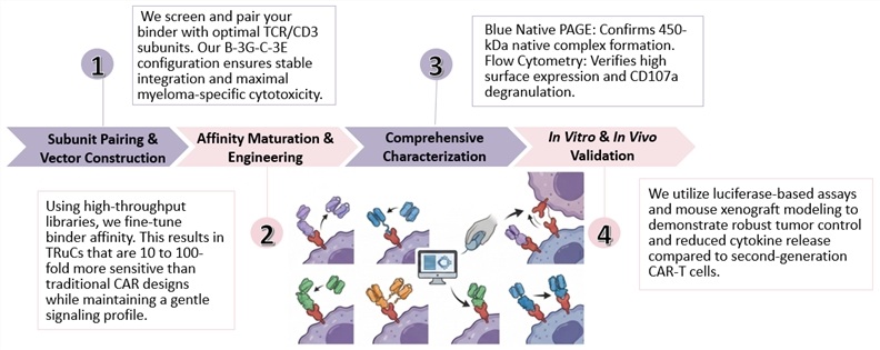 Workflow of TRuC Target Binder Design & Affinity Engineering. (Creative Biolabs Original)