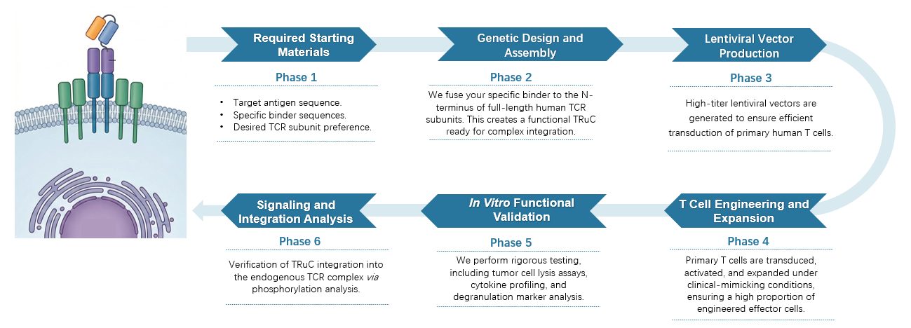 Workflow of TRuC Construct Assembly & T Cell Engineering. (Creative Biolabs Original)