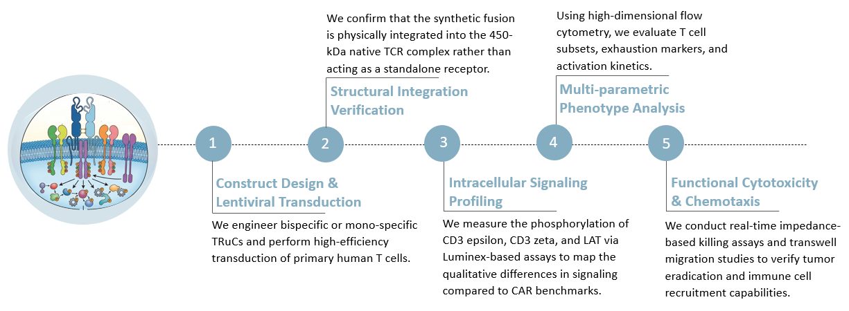 Workflow of TCR/CD3 Integration & Phenotype Analysis. (Creative Biolabs Original)